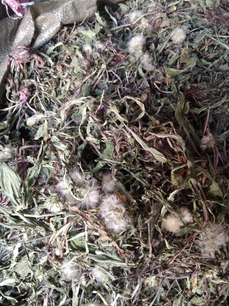 野生蒲公英，叶青，无杂，无土。高含量，欢迎各老板实地考察