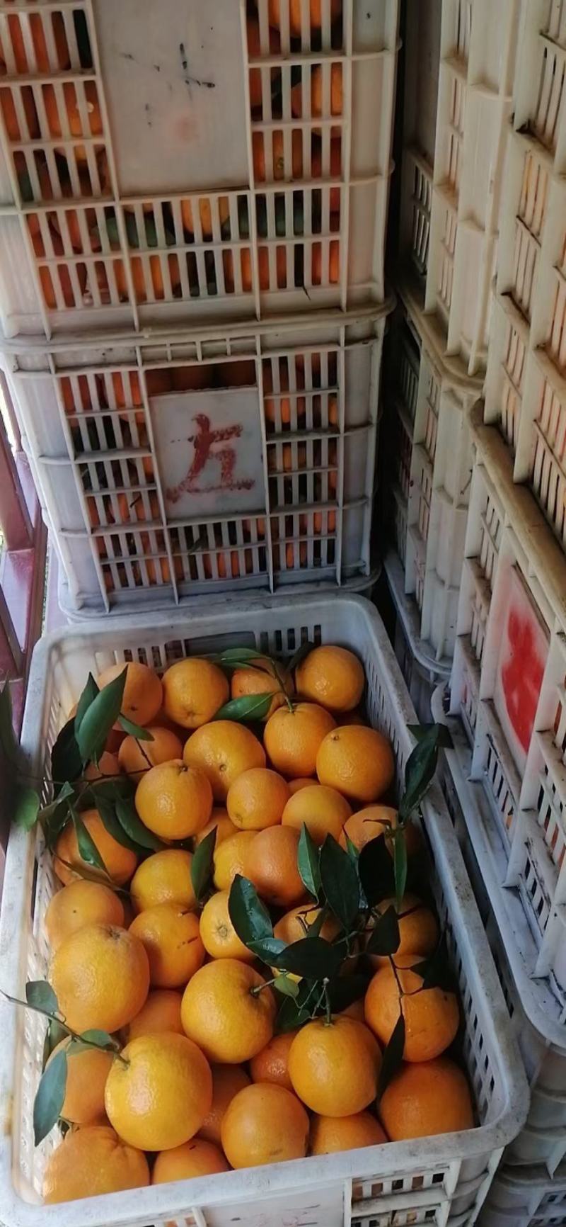 湖北秭归脐橙一年四季品种齐全，产地直销，量大从优！