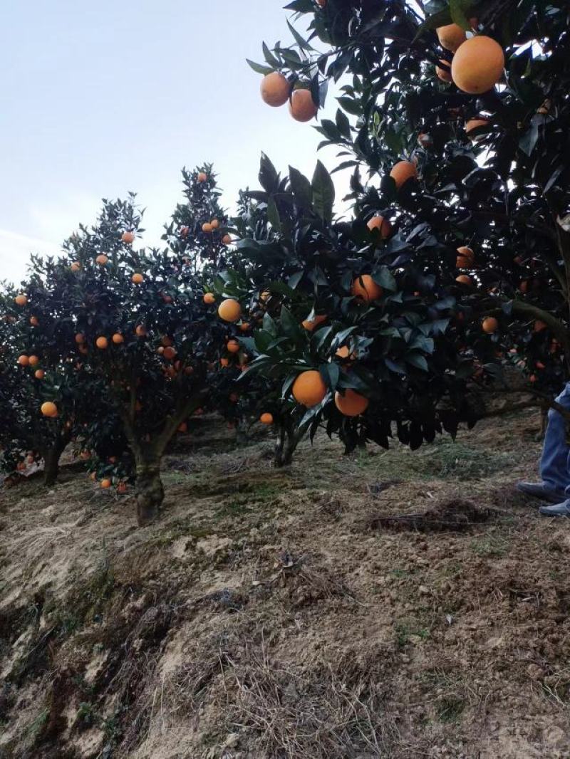湖北秭归脐橙一年四季品种齐全，产地直销，量大从优！