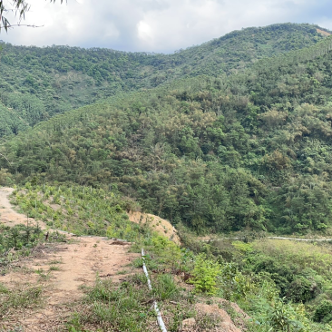 广东新兴、肇庆、江门低价出租山地适用于发展林下经济
