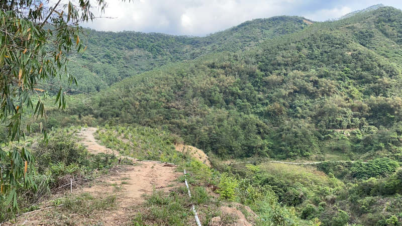 广东新兴、肇庆、江门低价出租山地适用于发展林下经济