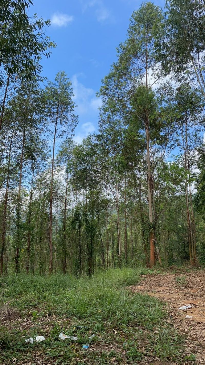 广东新兴、肇庆、江门低价出租山地适用于发展林下经济