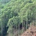 广东新兴、肇庆、江门低价出租山地适用于发展林下经济