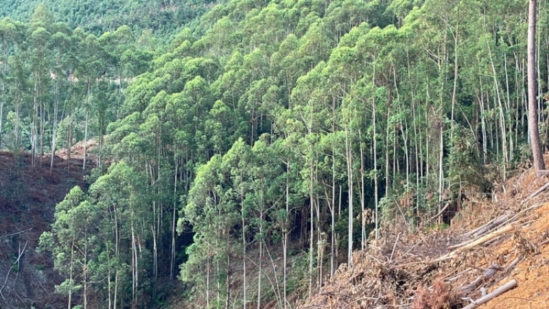 广东新兴、肇庆、江门低价出租山地适用于发展林下经济