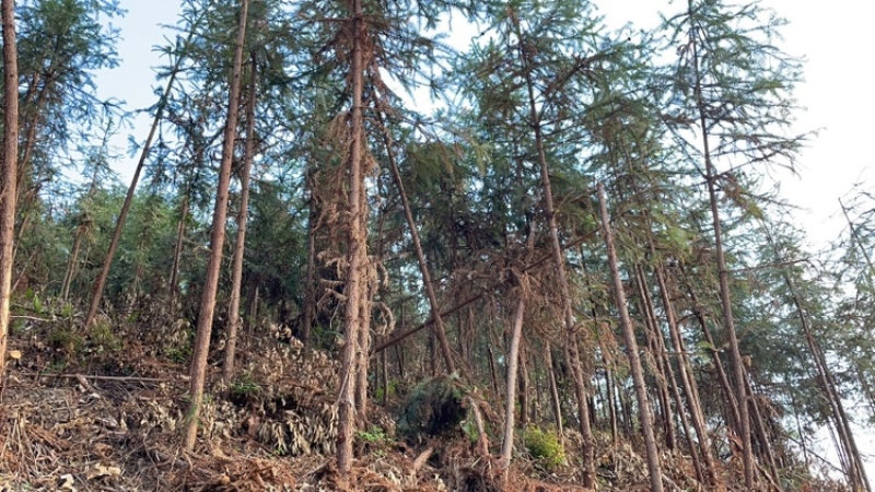 广东新兴、肇庆、江门低价出租山地适用于发展林下经济