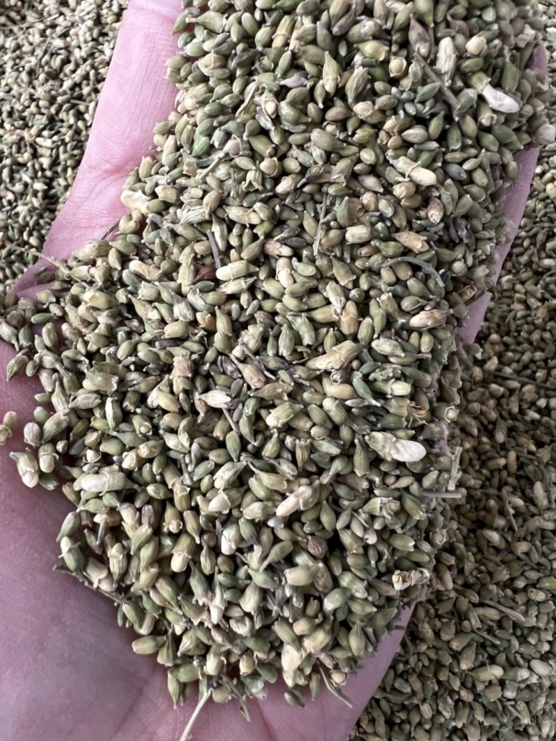 槐米槐花中药材槐米。白槐、槐花米、槐籽