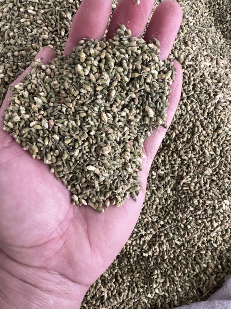 槐米槐花中药材槐米。白槐、槐花米、槐籽