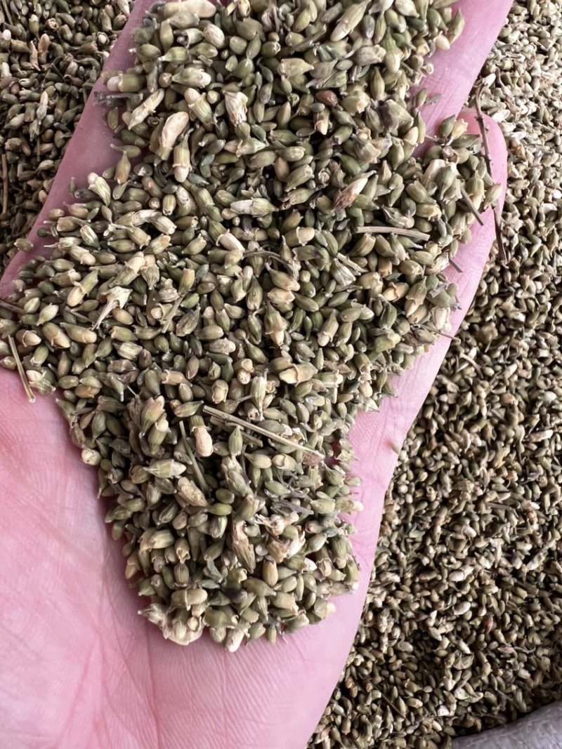 槐米槐花中药材槐米。白槐、槐花米、槐籽
