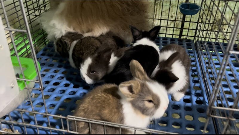宠物兔养殖基地，长期出售各种品种、各种规格宠物兔