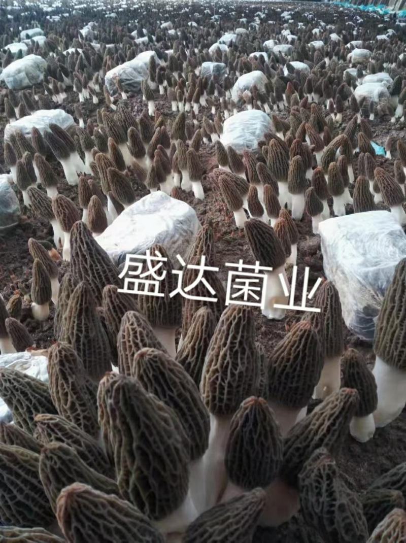 山东盛达菌业供应羊肚菌母种原种栽培种及菌需用品