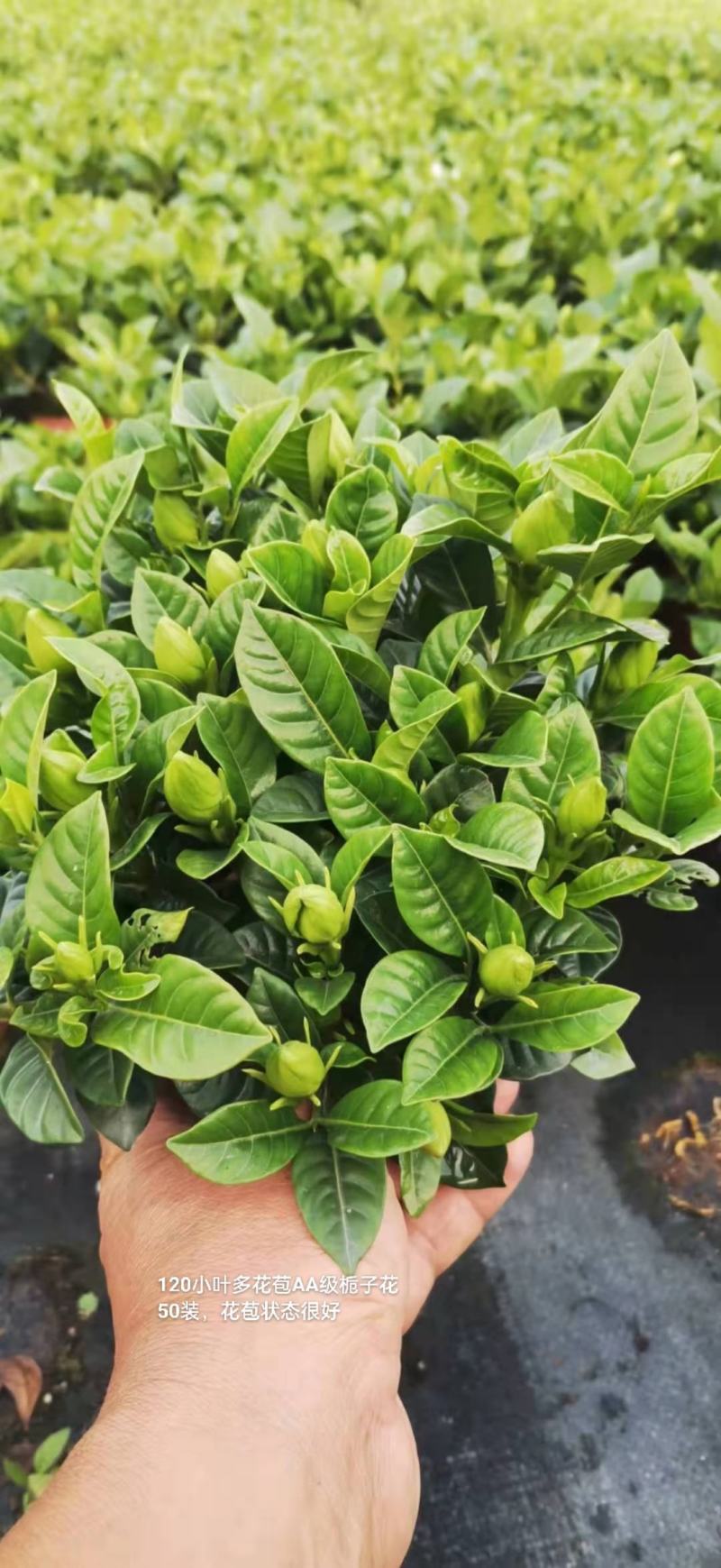120小叶AA级栀子花4.8元花苞多状态好一箱50盆倒装