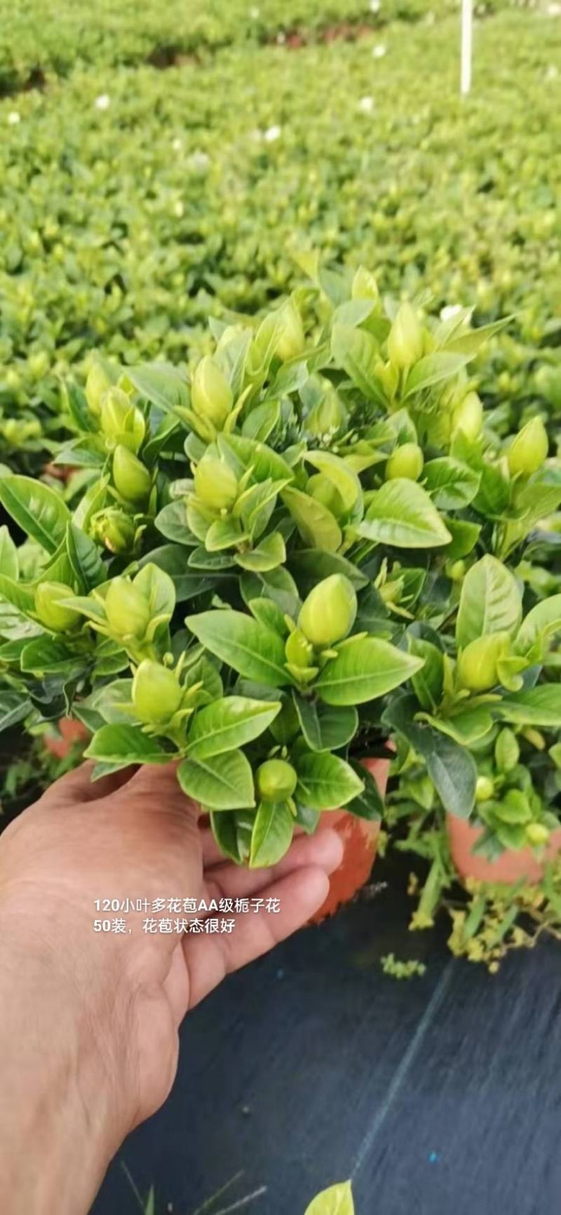 120小叶AA级栀子花4.8元花苞多状态好一箱50盆倒装