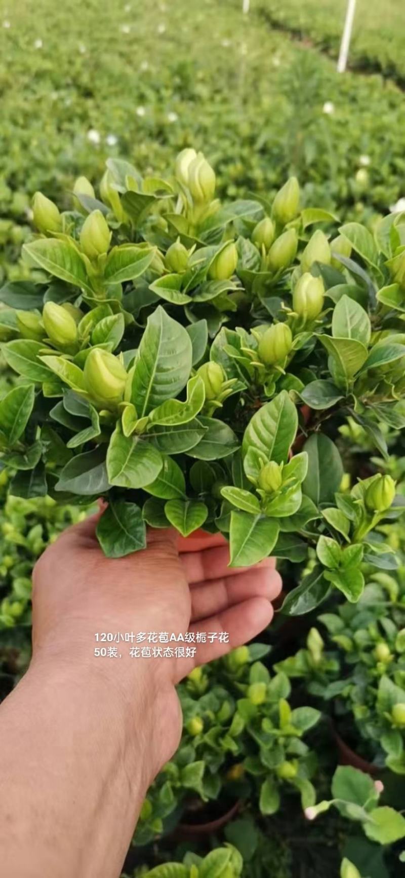 120小叶AA级栀子花4.8元花苞多状态好一箱50盆倒装