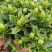 120小叶AA级栀子花4.8元花苞多状态好一箱50盆倒装