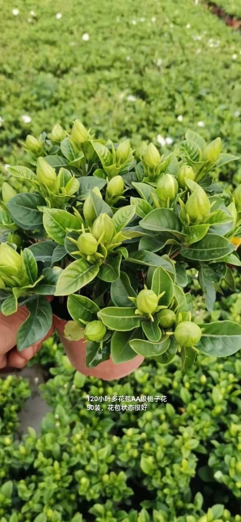 120小叶AA级栀子花4.8元花苞多状态好一箱50盆倒装