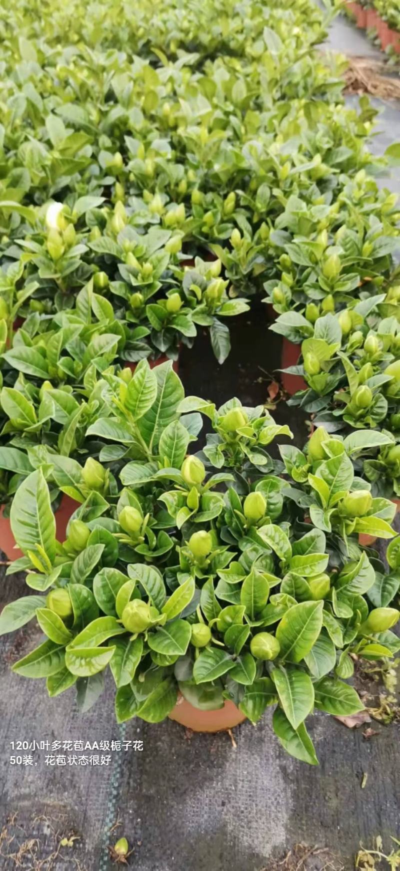 120小叶AA级栀子花4.8元花苞多状态好一箱50盆倒装
