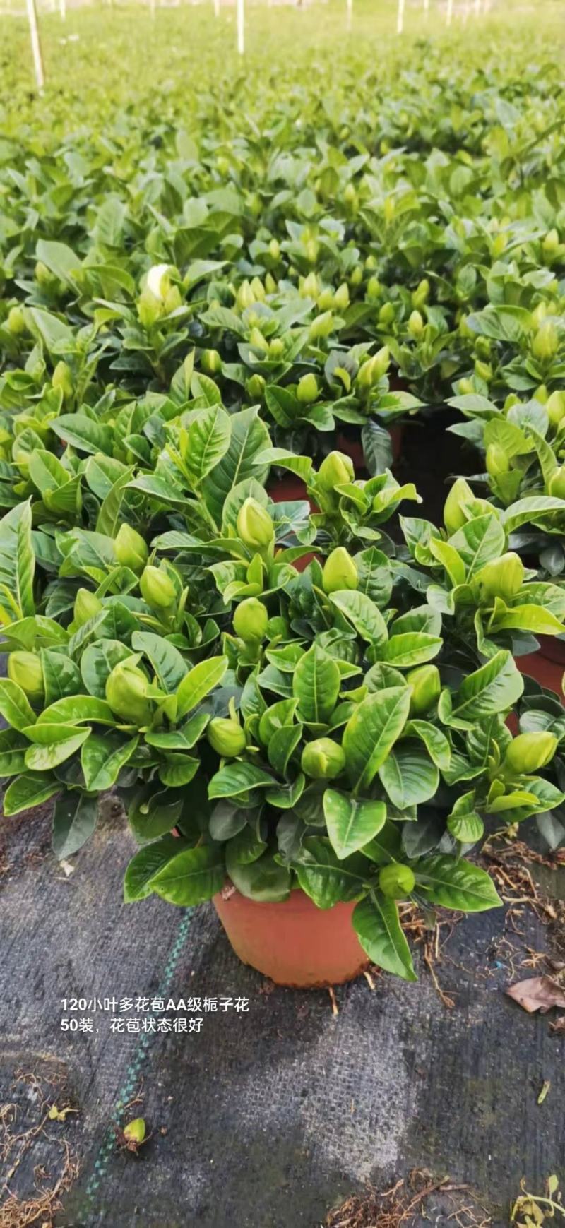 120小叶AA级栀子花4.8元花苞多状态好一箱50盆倒装