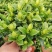 120小叶AA级栀子花4.8元花苞多状态好一箱50盆倒装