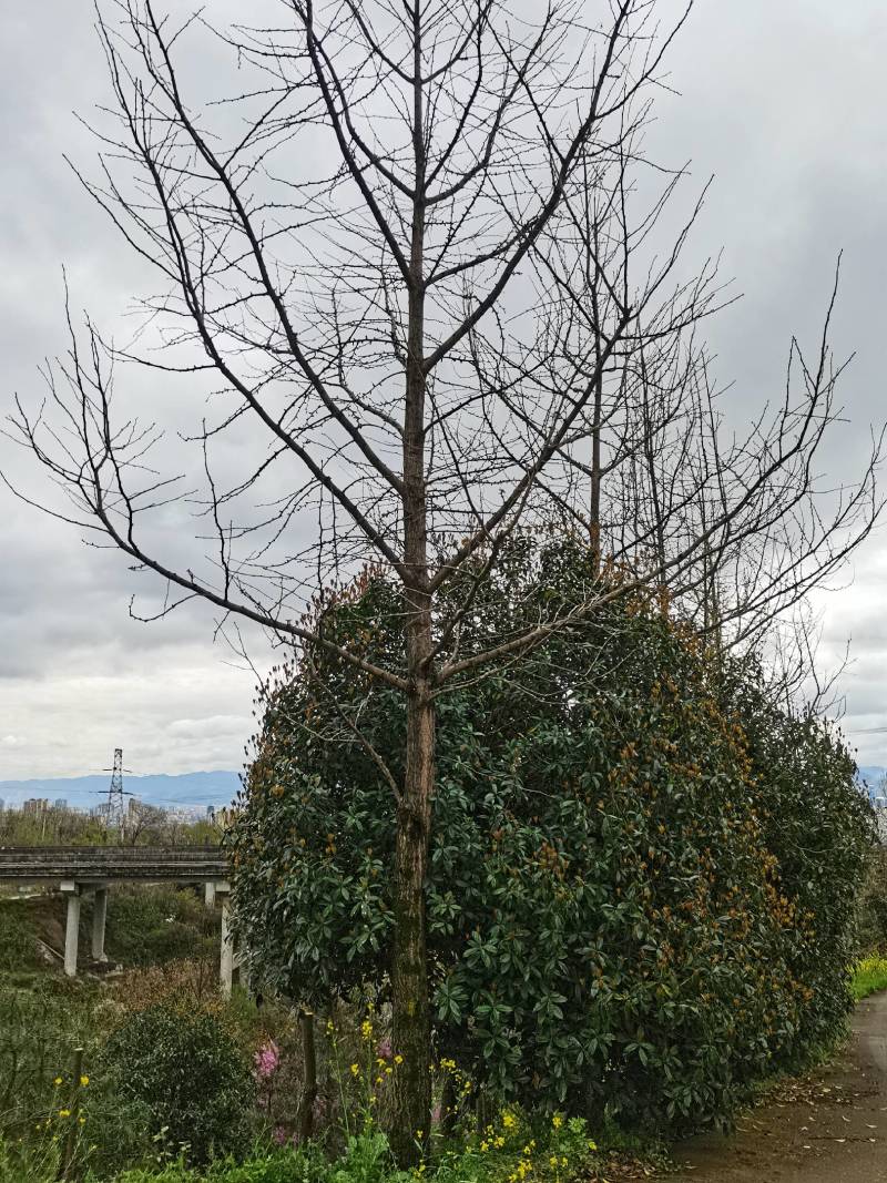 银杏树