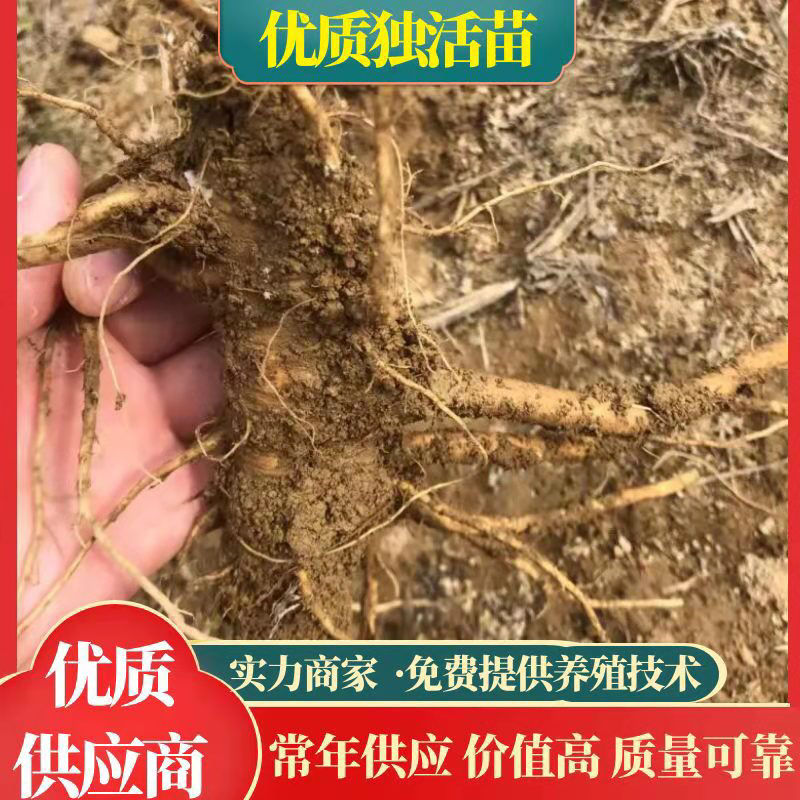 华中药库，硒都肉独活，高海拔露天育苗，根茎大，含量高