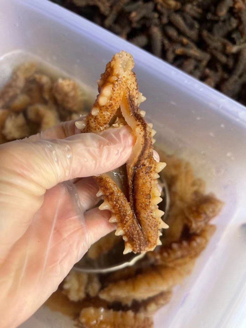 【推荐】北海小刺参白菜价产地直发品质保证诚信经营欢迎联系