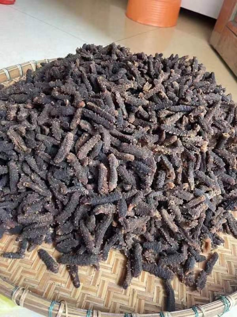 【推荐】北海小刺参白菜价产地直发品质保证诚信经营欢迎联系