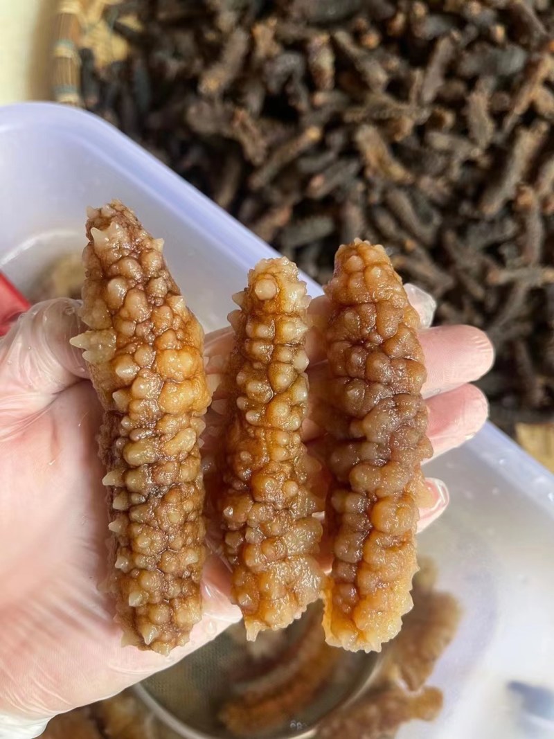 【推荐】北海小刺参白菜价产地直发品质保证诚信经营欢迎联系