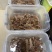 【推荐】北海小刺参白菜价产地直发品质保证诚信经营欢迎联系