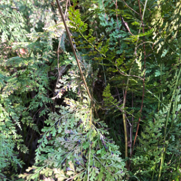 小叶凤尾草