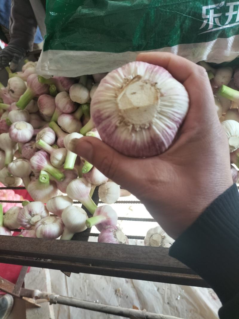 淮阳区大蒜紫皮白皮大蒜毛蒜大量供应产地直销