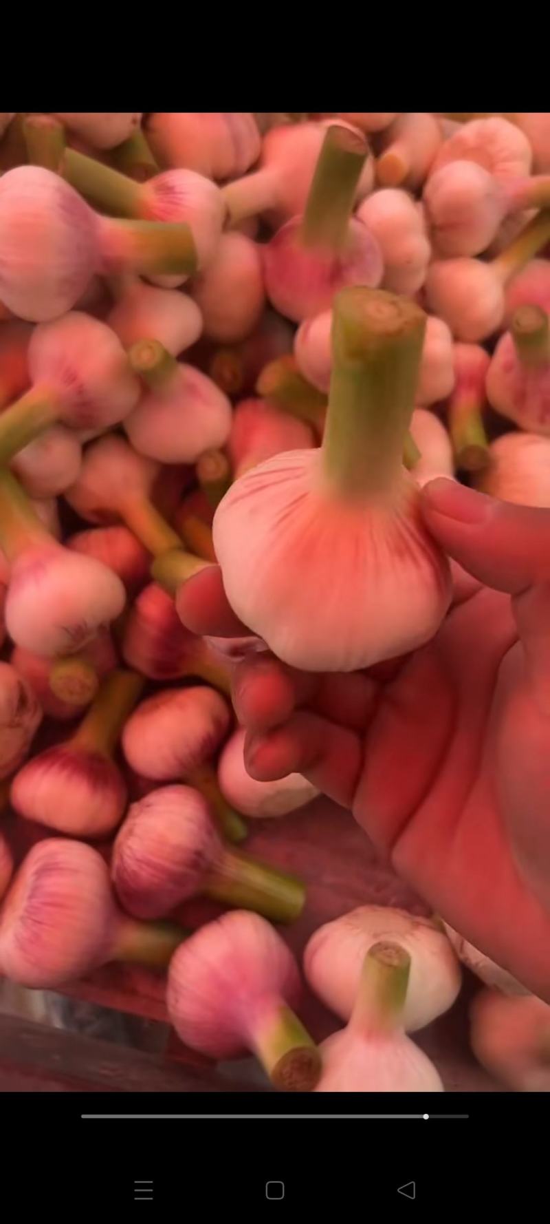 淮阳区大蒜紫皮白皮大蒜毛蒜大量供应产地直销