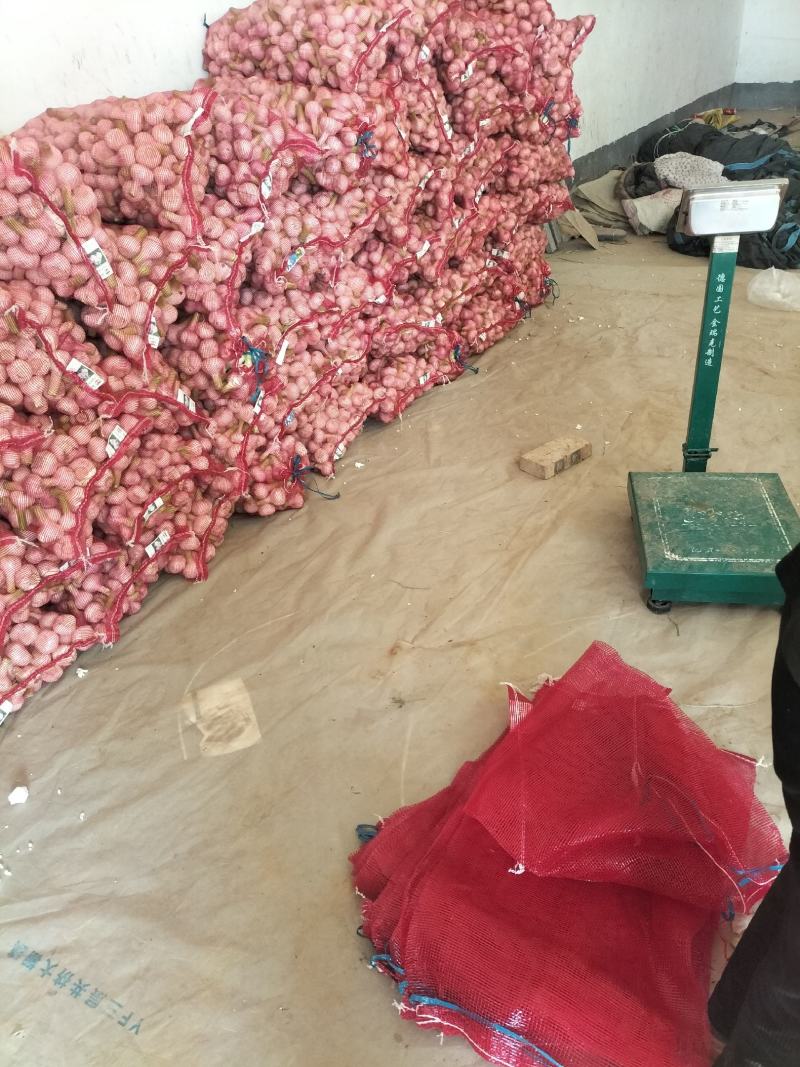 淮阳区大蒜紫皮白皮大蒜毛蒜大量供应产地直销