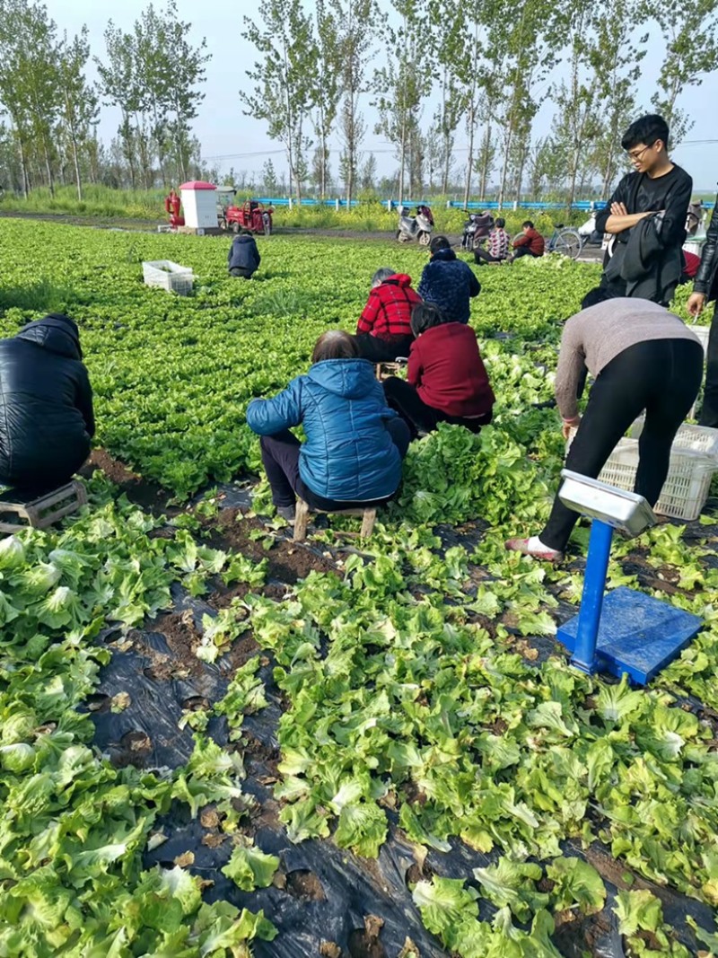 南阳产区精品意大利生菜产地现货，冷库加工发往全国各地。