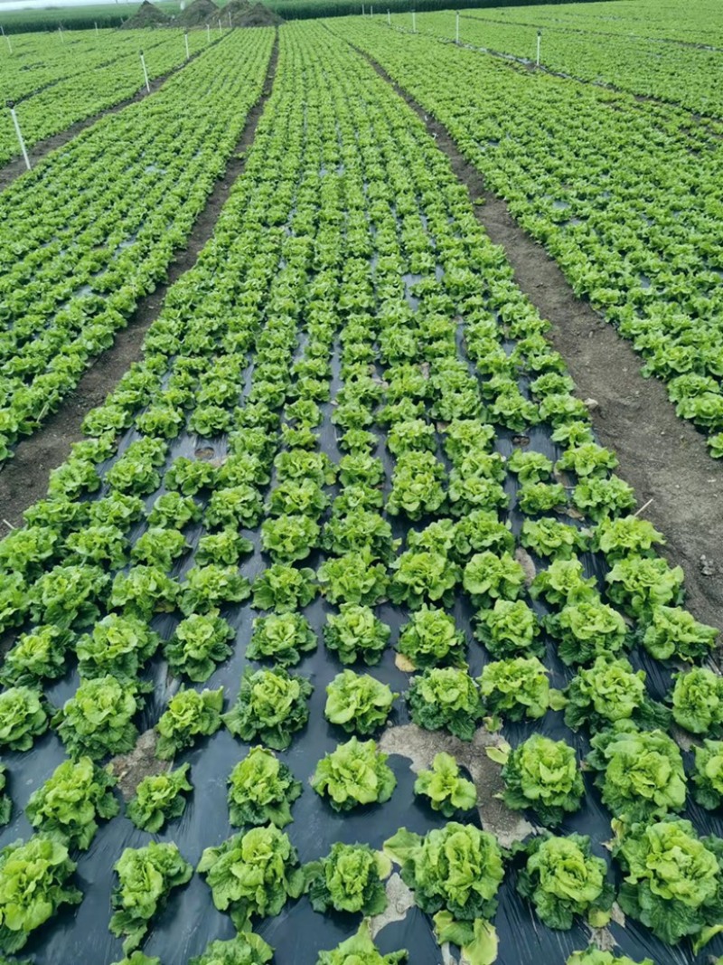 南阳产区精品意大利生菜产地现货，冷库加工发往全国各地。