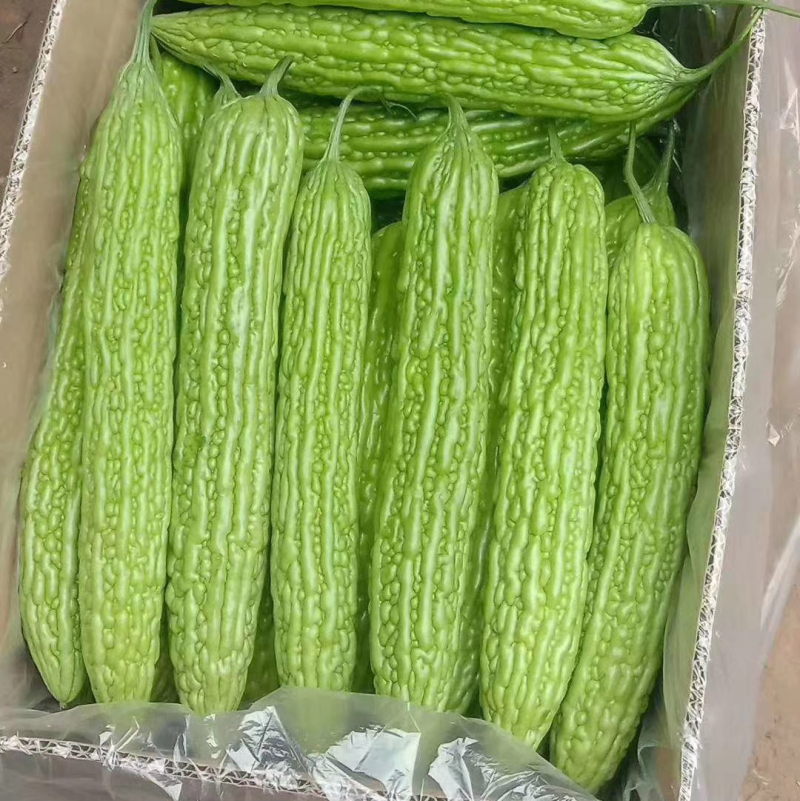 【苦瓜】河南精品苦瓜产地直销长期供应市场电商商超全国发货