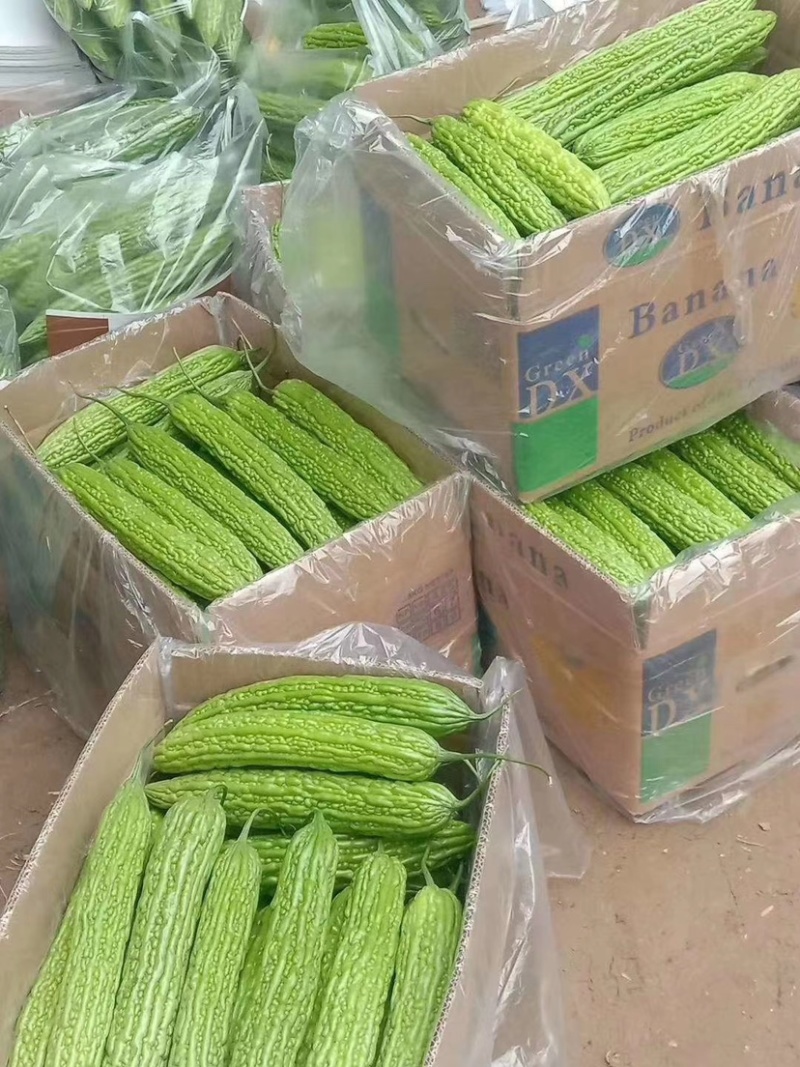 【苦瓜】河南精品苦瓜产地直销长期供应市场电商商超全国发货