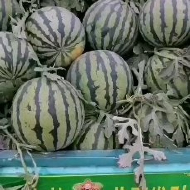 美都(蜜罐)西瓜(南王店早春大棚)