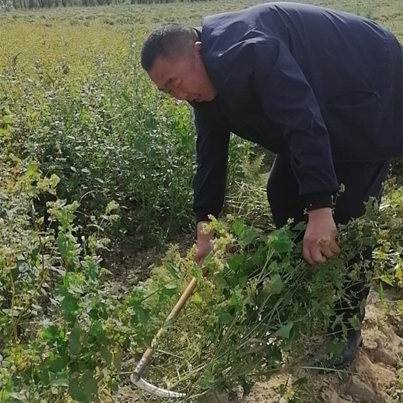 荞麦面粉内蒙古通辽市库伦旗特产无糖低脂纯荞面杂粮面纯石磨