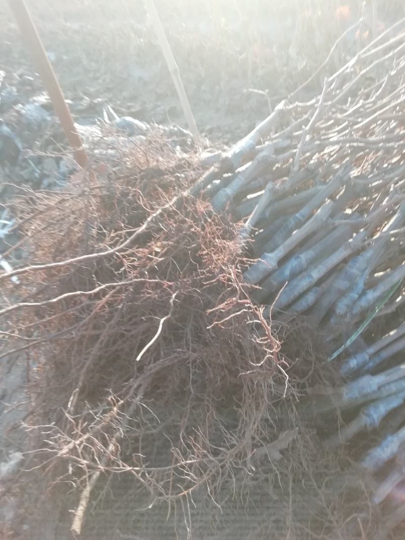 北冰红葡萄苗，正在出售，冬天不用下架，抗寒零下37度。