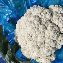 苏州常熟有机花白花菜精品