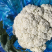 苏州常熟有机花白花菜精品