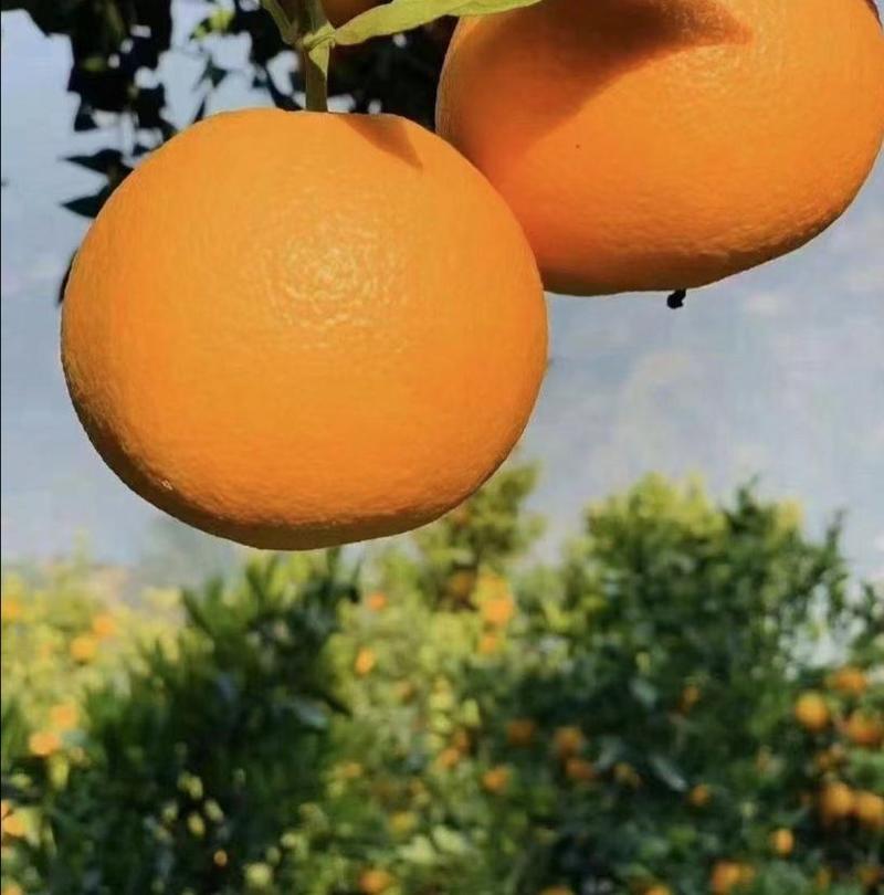 精品脐橙橙子柑橘柑桔产地直发保质保量欢迎订购