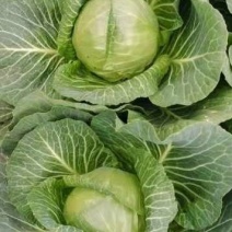 大棚精品甘蓝