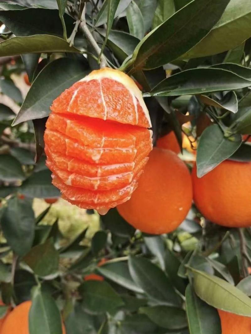 血橙橙子中华红血橙产地看货论价保质保量欢迎订购