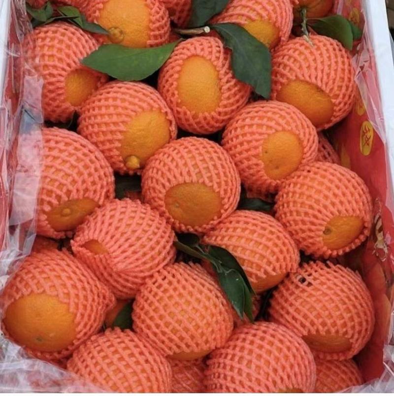 血橙橙子中华红血橙产地看货论价保质保量欢迎订购