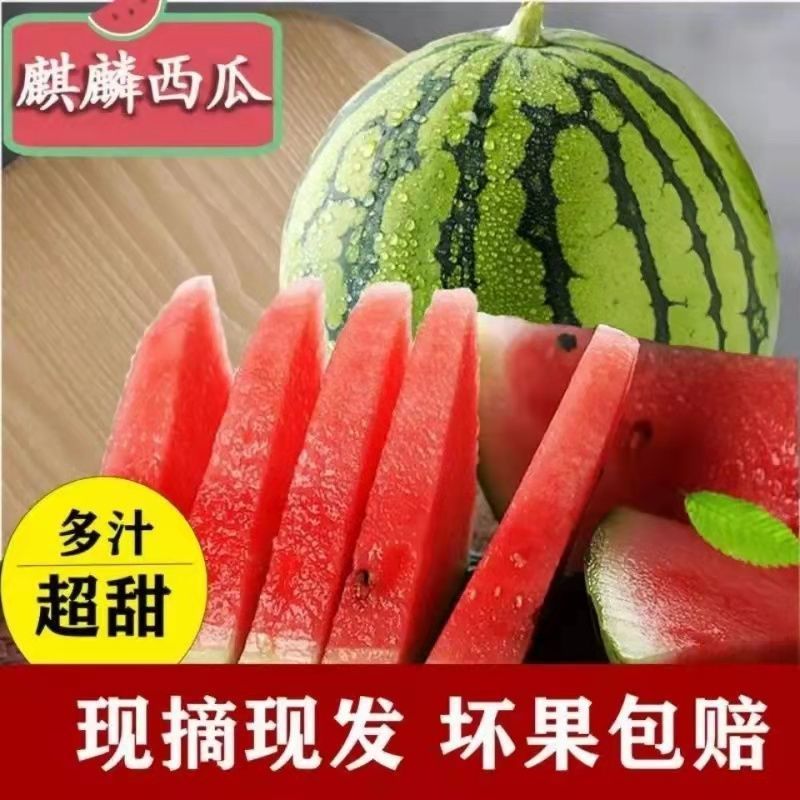 现摘爆甜麒麟西瓜薄皮多汁当应季新鲜水果甜王整箱商用包邮