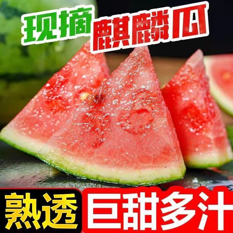 现摘爆甜麒麟西瓜薄皮多汁当应季新鲜水果甜王整箱商用包邮
