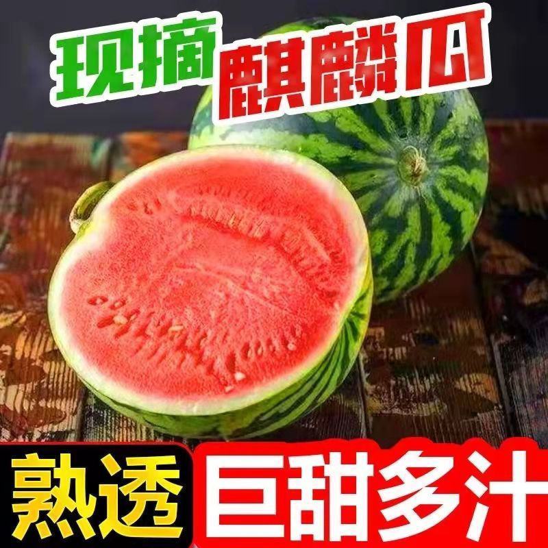 现摘爆甜麒麟西瓜薄皮多汁当应季新鲜水果甜王整箱商用包邮