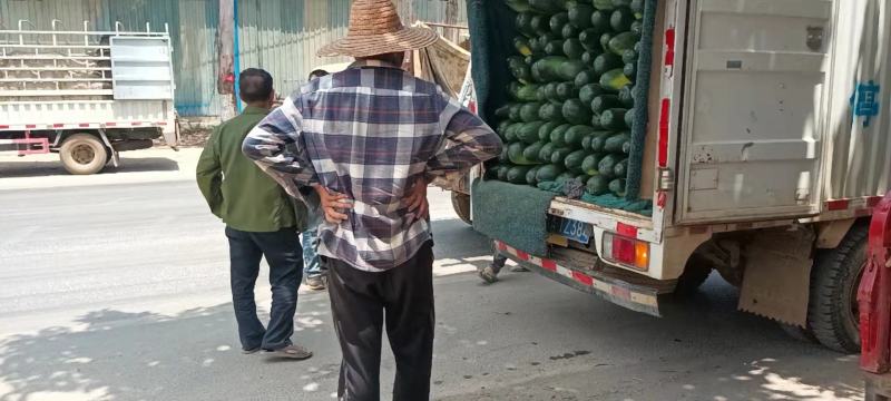 【精品推荐】地冬瓜，广西南宁市西乡塘区坛洛镇大量供应。