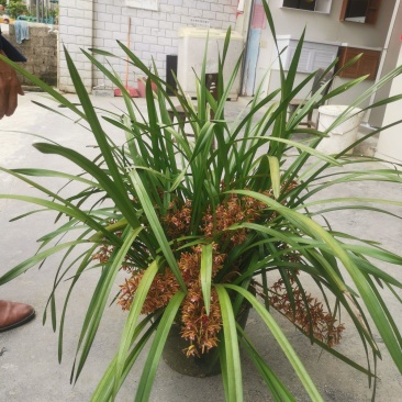 兰花红兰花贵州特产兰花节节高兰花